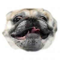 «pugspack» sticker set