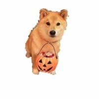 «Doge» sticker set
