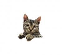 «Cats» sticker set