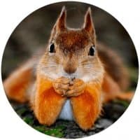 «squirrels» sticker set