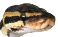 «Reptiles» sticker set
