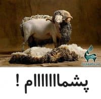 «pashmaam(by #Sedsimorgh)» sticker set