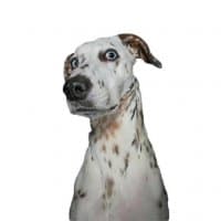 «Dog’s» sticker set
