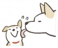 «Shiba-Puppy» sticker set
