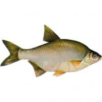 «SlapFish» sticker set