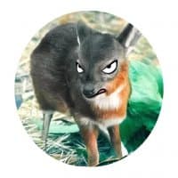 «AngryUngies» sticker set