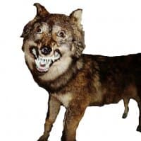 «taxiderm» sticker set