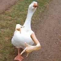 «Ducko» sticker set