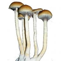 «drugs» sticker set