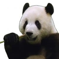 «Pandas» sticker set