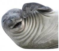 «sealsseals» sticker set