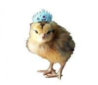«Chickens» sticker set