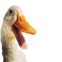 «Ducks» sticker set