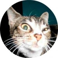 «CatsBySmol» sticker set