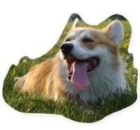 «LeproCorgi» sticker set