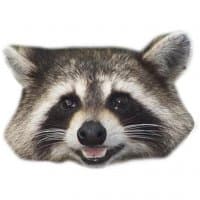 «Raccoons» sticker set