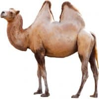 «Camel.J» sticker set