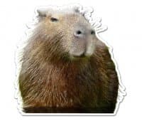 «Capivaras» sticker set