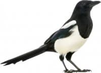 «Magpie» sticker set