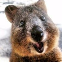 «Quokka» sticker set