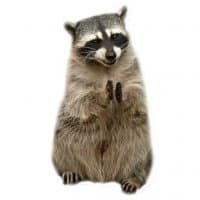 «Racoonpack» sticker set