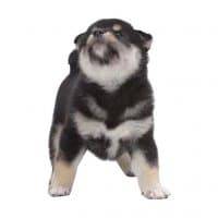 «Doge» sticker set