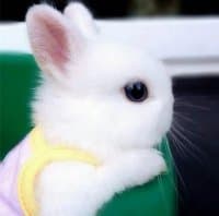«Bunny» sticker set