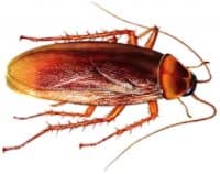 «Cockroach» sticker set