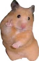 «cute hamsters» sticker set