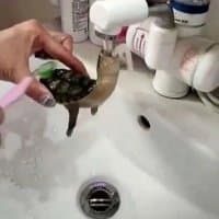 «nigga turtle» sticker set