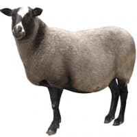 «simplesheep» sticker set