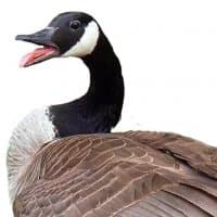 «GEESE ARE NOICE» sticker set