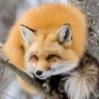 «Fox» sticker set
