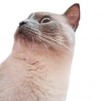 «Catsult» sticker set