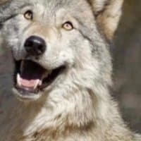 «Dog and wolfs mood @DieNeT_Guy» sticker set