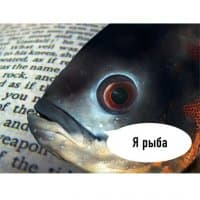 «fish» sticker set